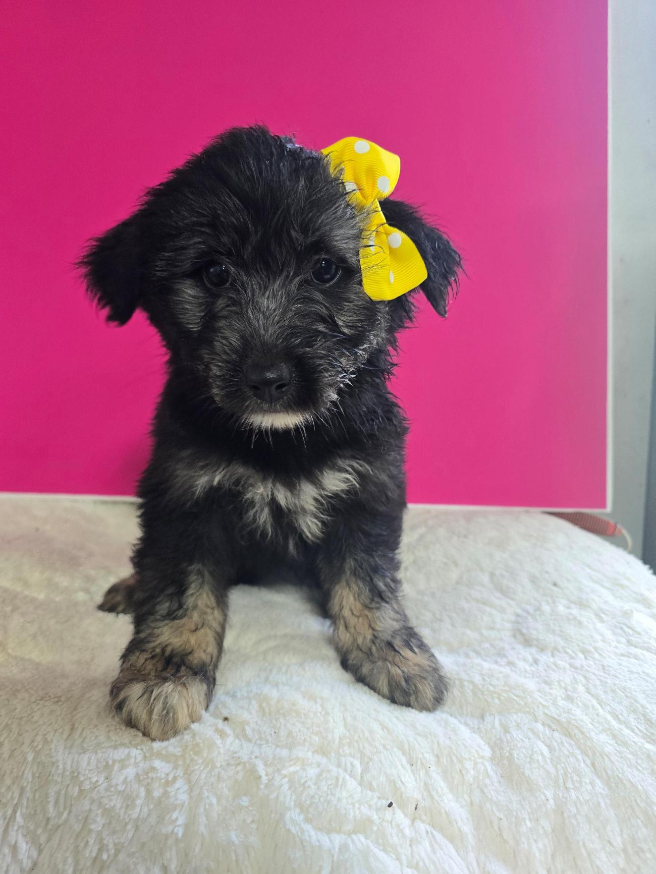 보호중 믹스견의 가…